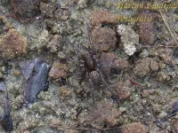 Tuinwolfspin [Pardosa amentata]